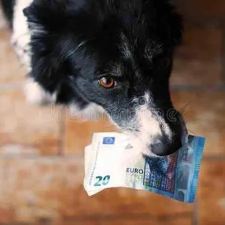 Het Witte Raafje
